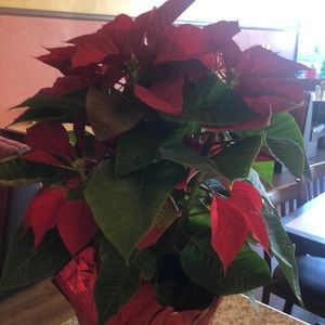 Meet your Posher, Elisa